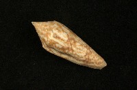 藏品(長芋螺)的圖片